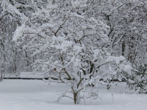 Verschneiter Baum Verschneiter Baum