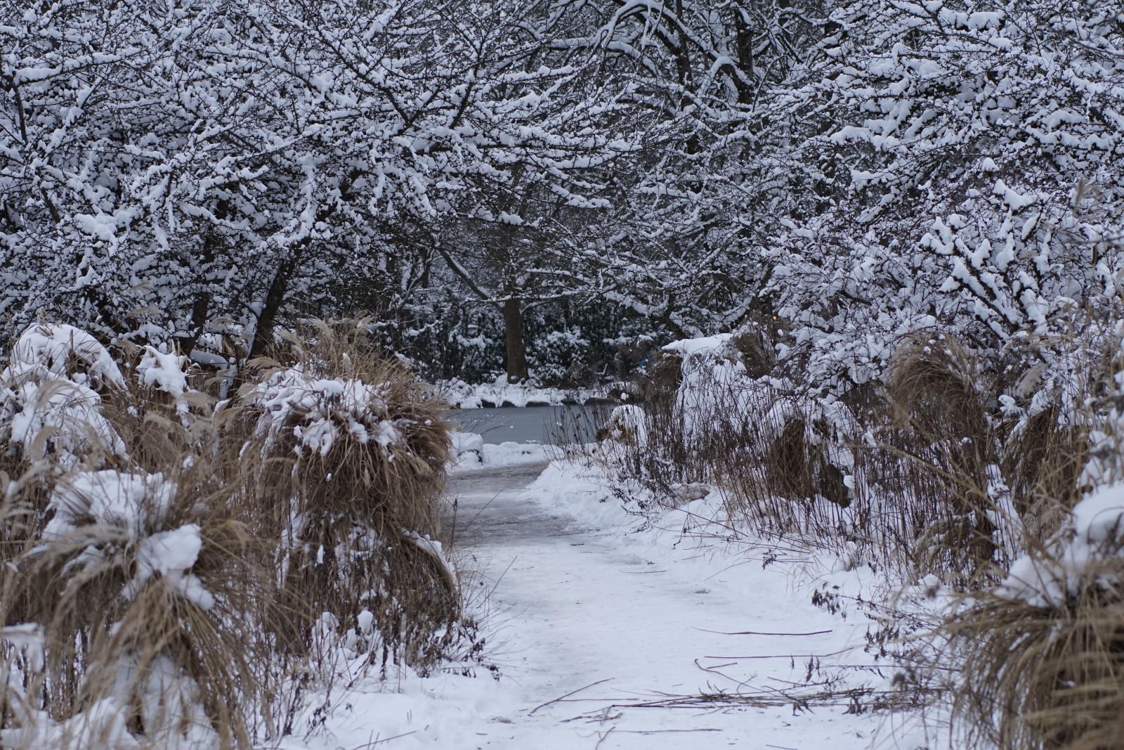 Westparkdschungel im Winter Westparkdschungel im Winter