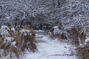 Westparkdschungel im Winter Westparkdschungel im Winter