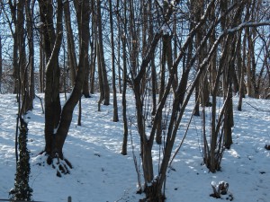 Winter im Gebüsch Winter im Gebüsch