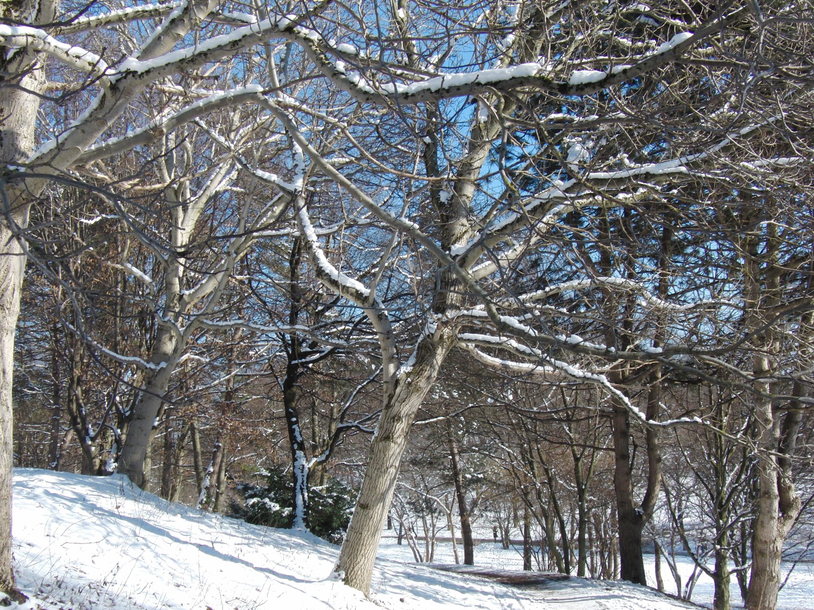 Winter im Park Winter im Park