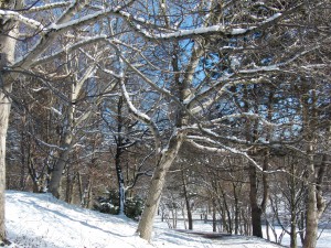 Winter im Park Winter im Park