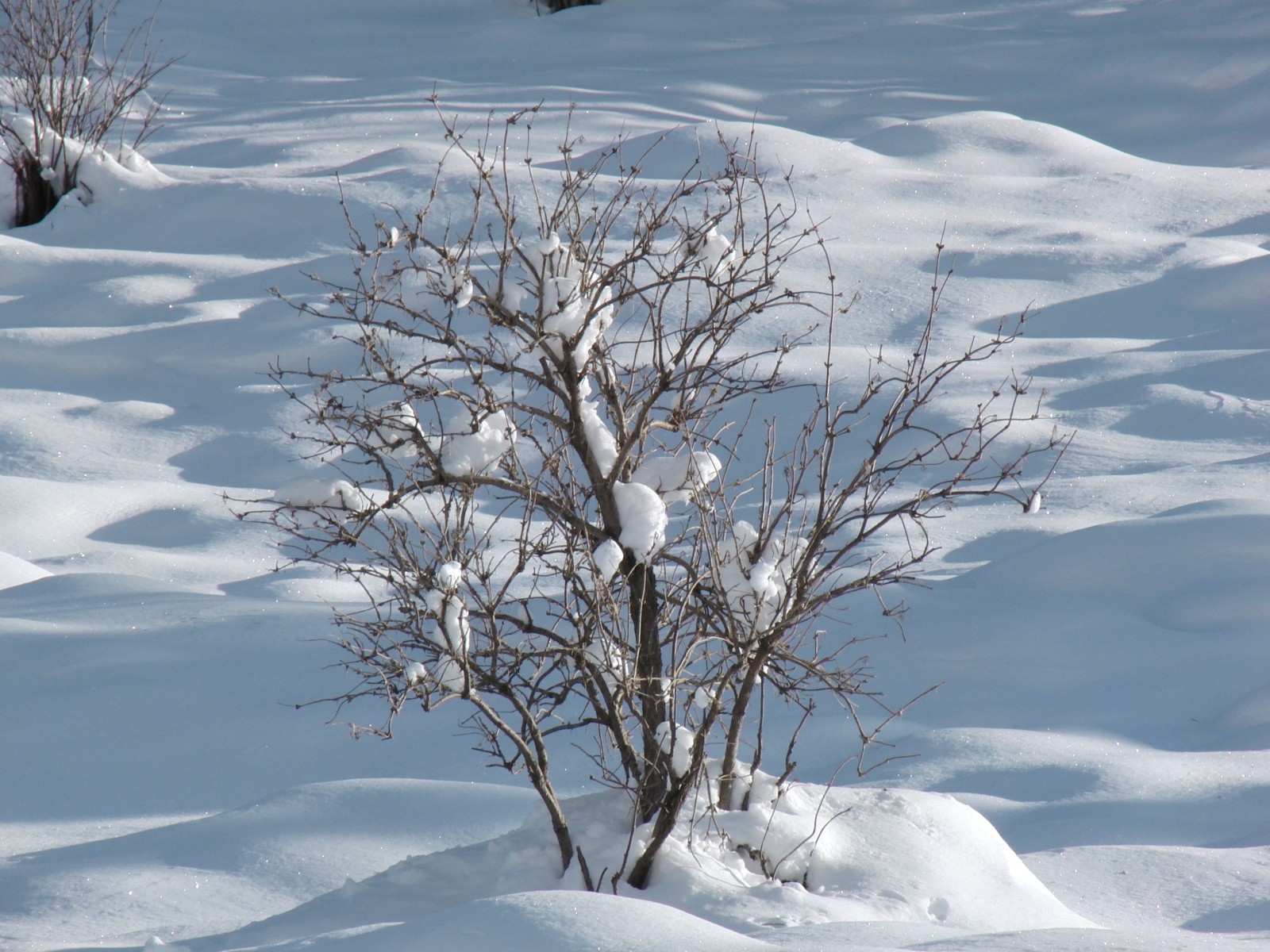 Winterbusch Winterbusch