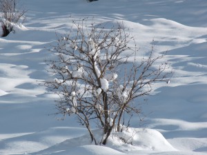 Winterbusch Winterbusch