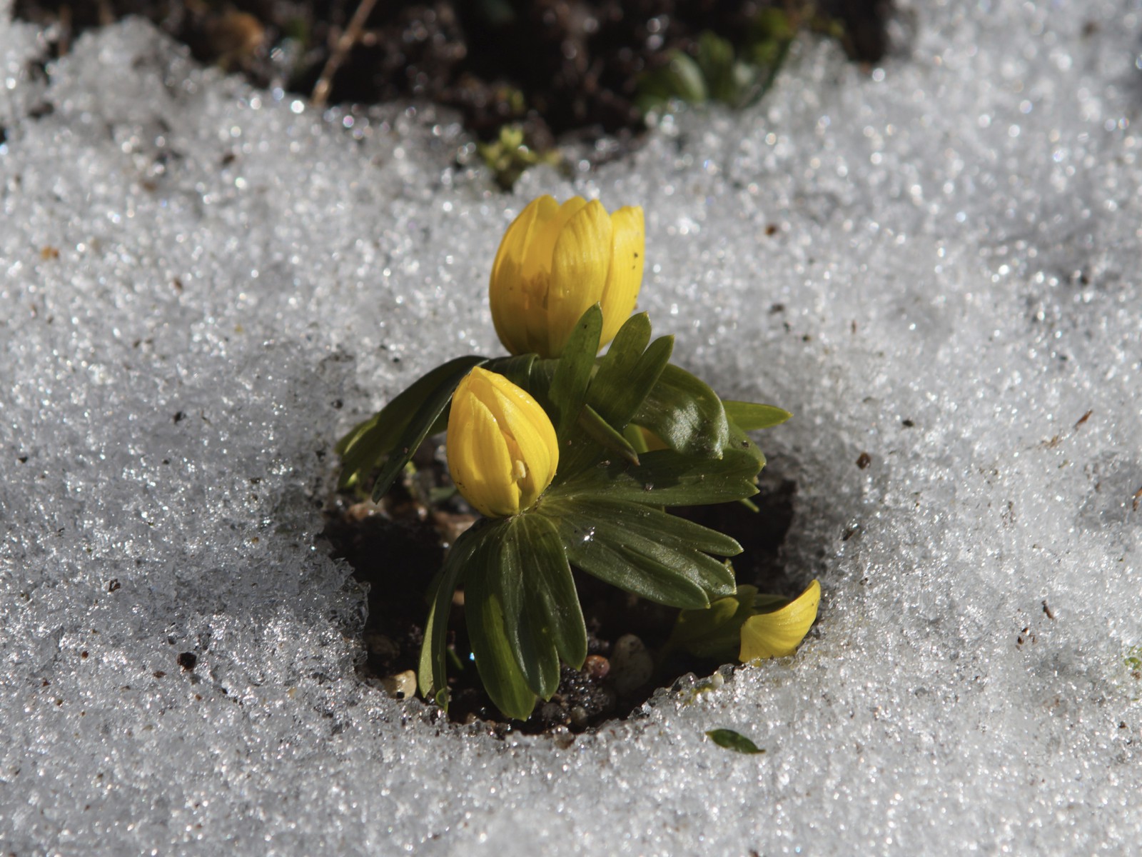 Die Winterlinge kommen raus Die Winterlinge kommen raus