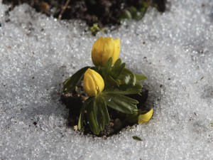 Die Winterlinge kommen raus
