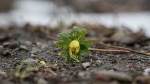 Die Winterlinge kommen Die Winterlinge kommen