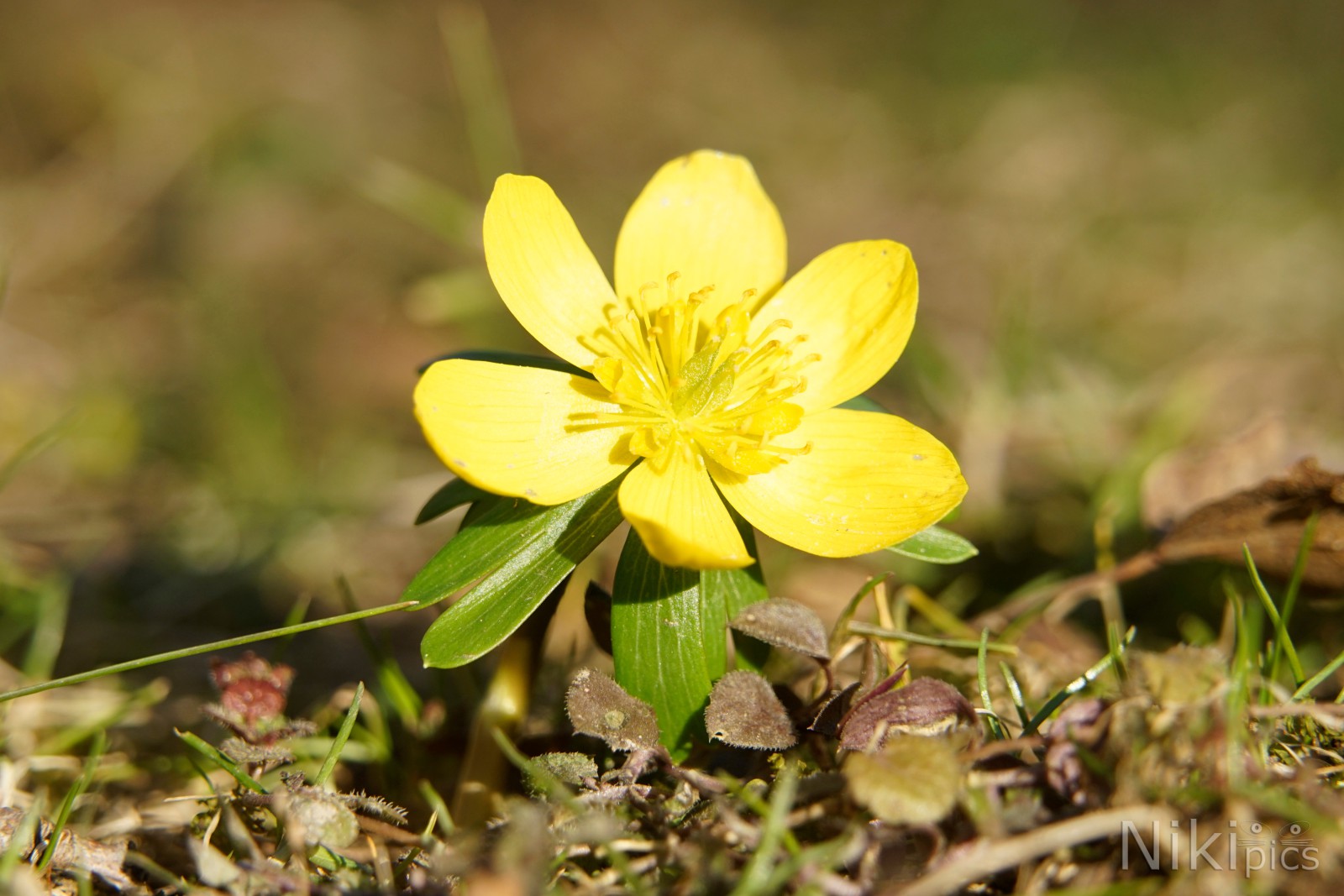 Die Winterlinge kommen schon Die Winterlinge kommen schon