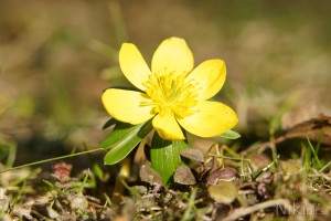 Die Winterlinge kommen schon Die Winterlinge kommen schon