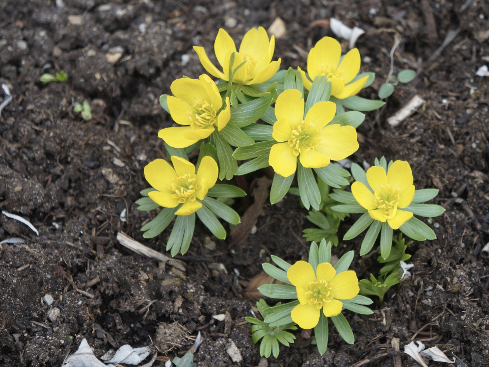 Die Winterlinge sind da Die Winterlinge sind da