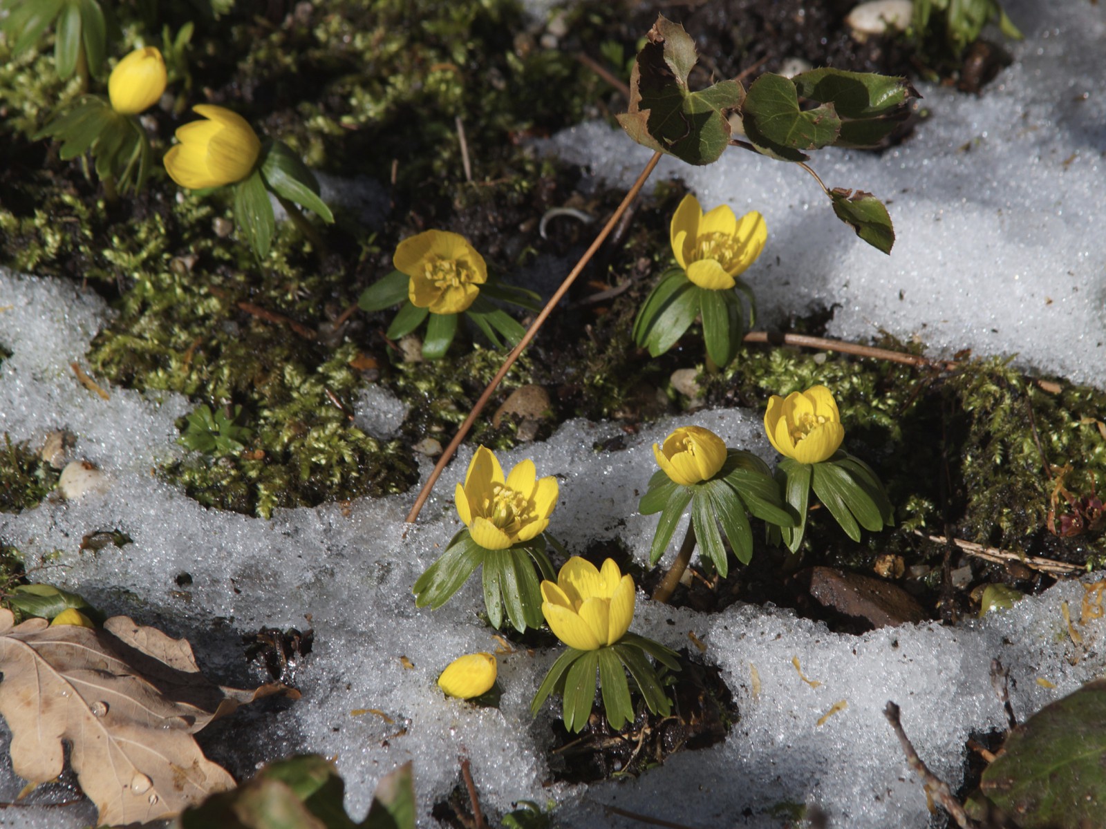 Die Winterlinge sind da Die Winterlinge sind da