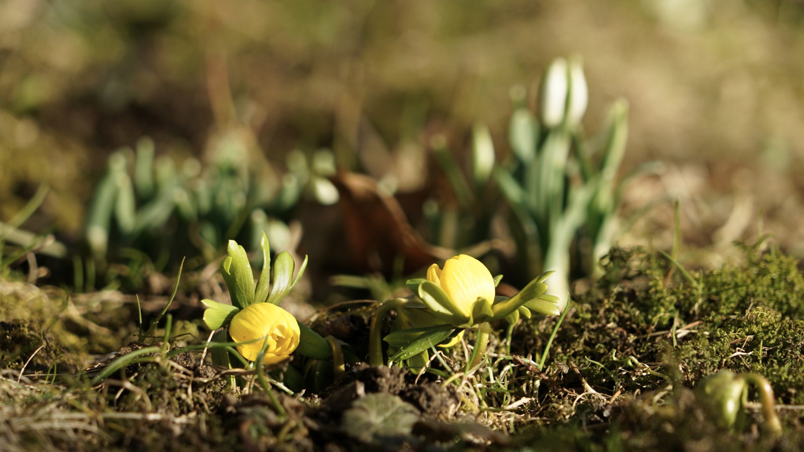 Erste Frühlingsboten 2022 Erste Frühlingsboten 2022