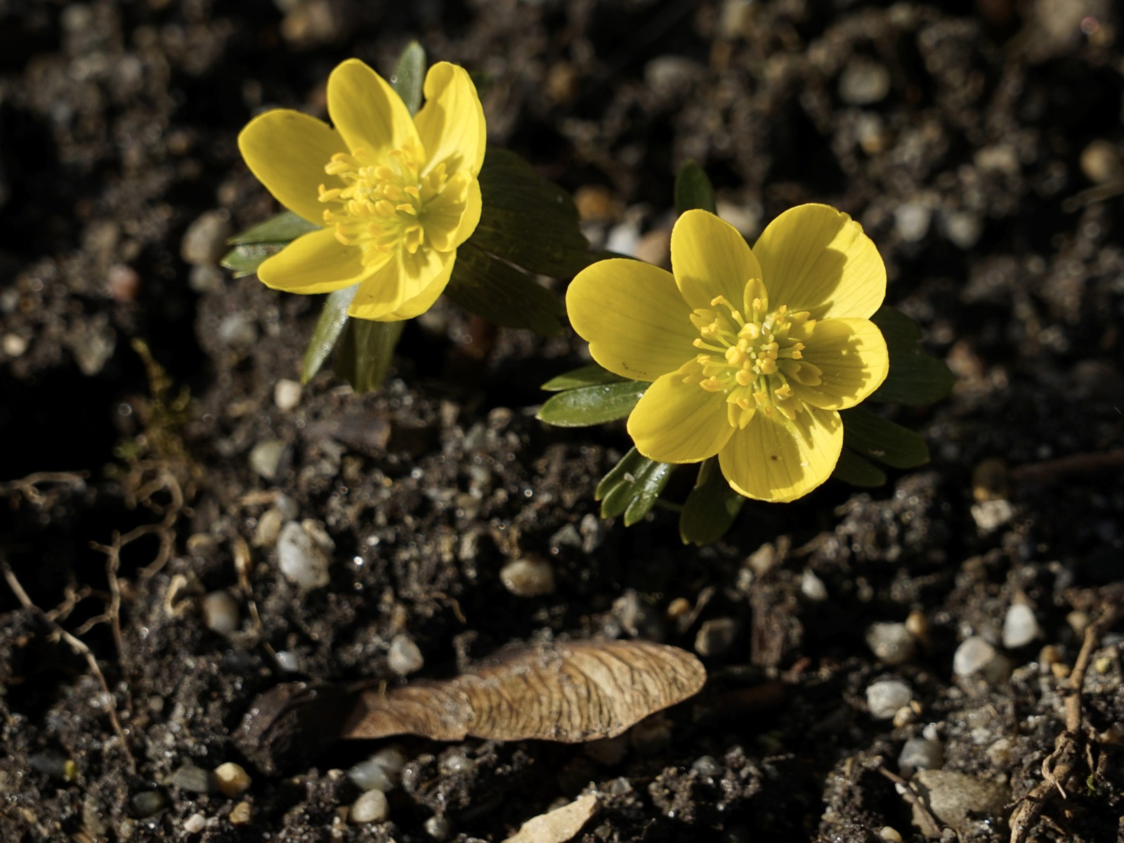 Erste Winterlinge Erste Winterlinge