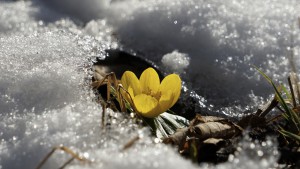 Gelber Frühlingsbote im Scnee Gelber Frühlingsbote im Scnee
