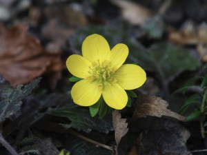 Gelbes leuchten im Vorfrühling Gelbes leuchten im Vorfrühling