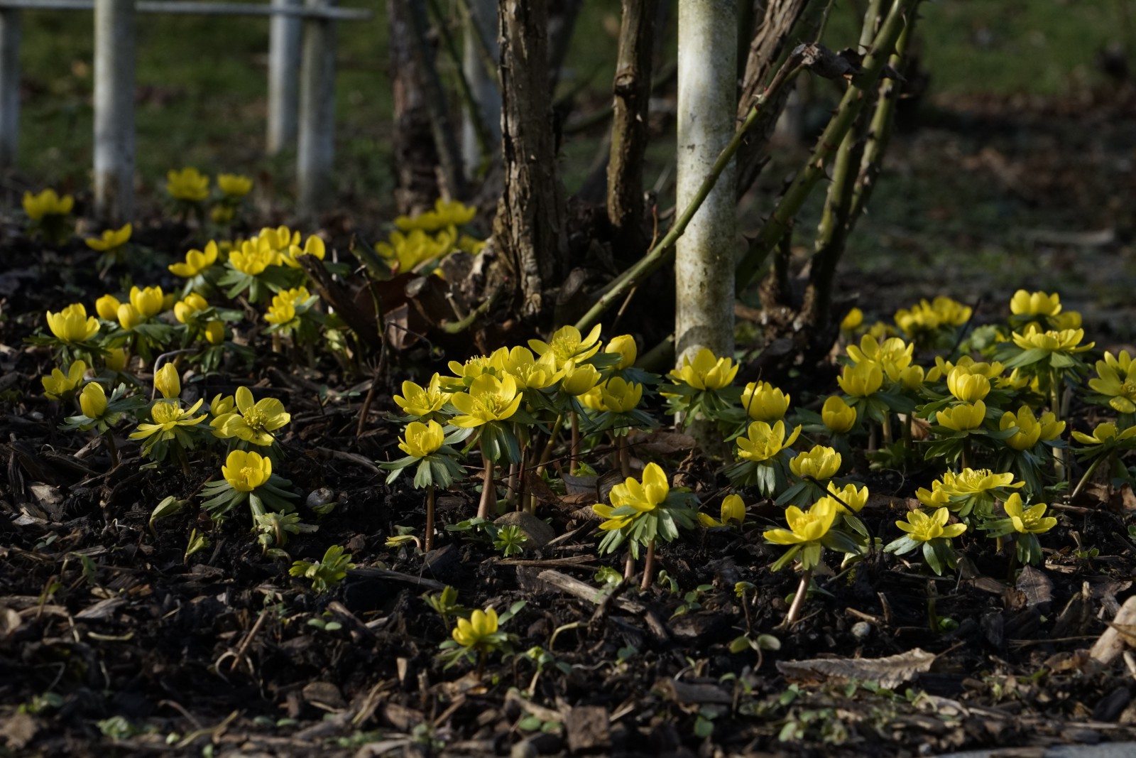 Gruppe von Winterlingen Gruppe von Winterlingen
