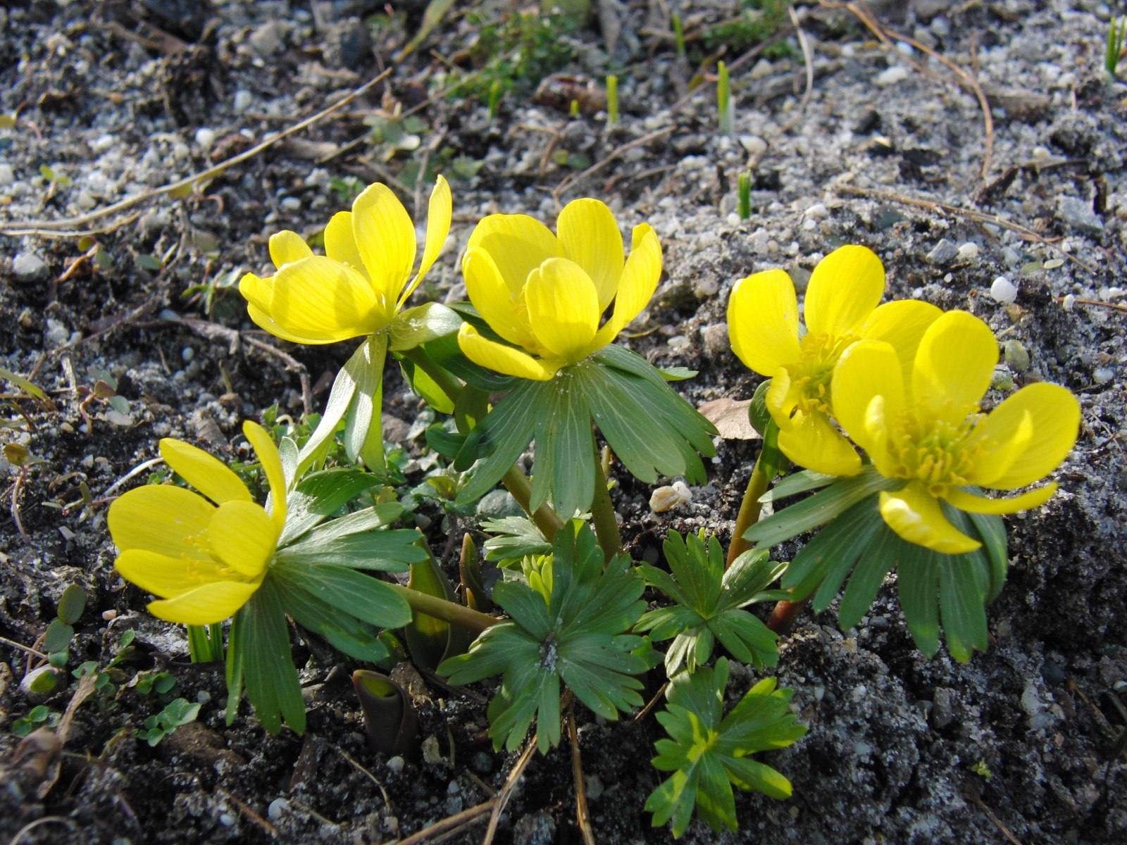 Kleine Winterling Guppe Kleine Winterling Guppe