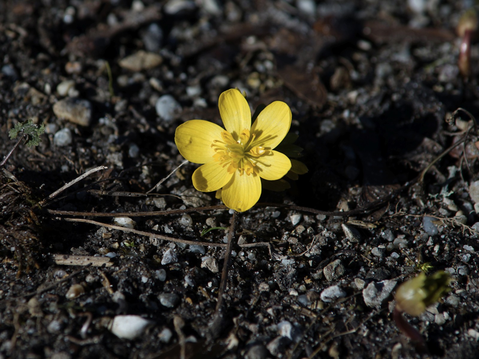 Kleiner gelber Frühlingsbote Kleiner gelber Frühlingsbote