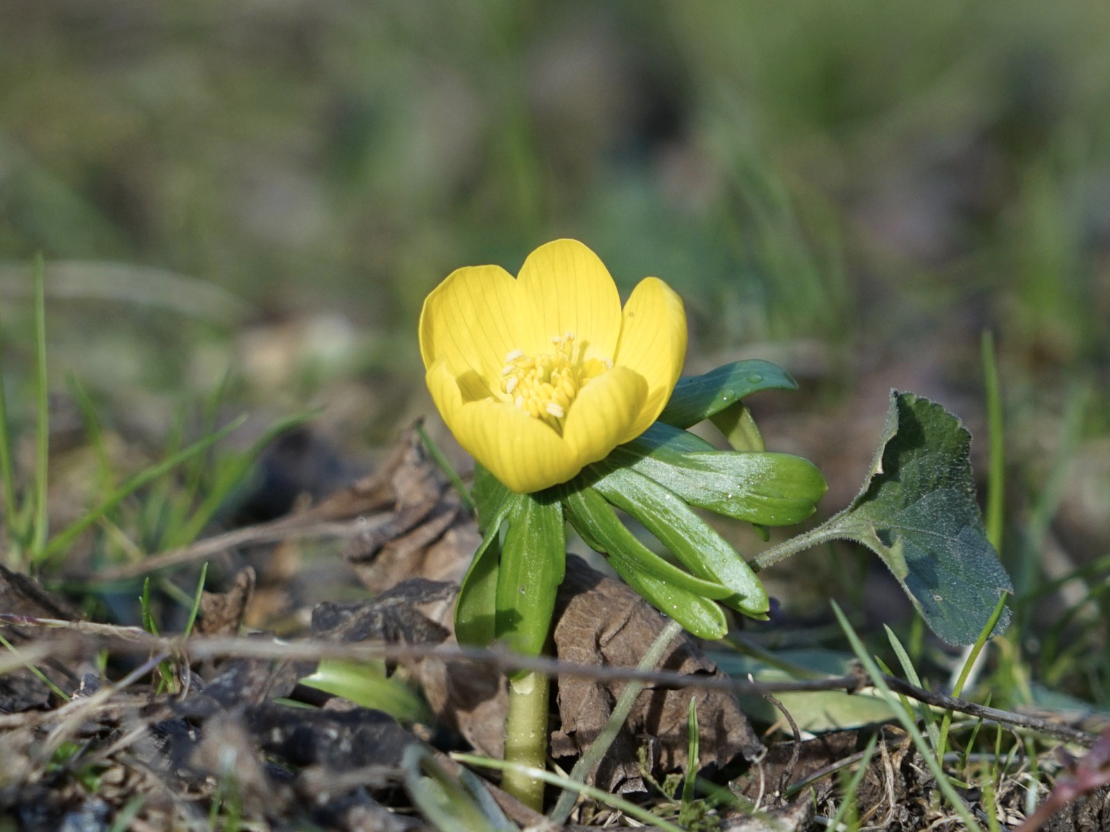 Kleiner Winterling Kleiner Winterling