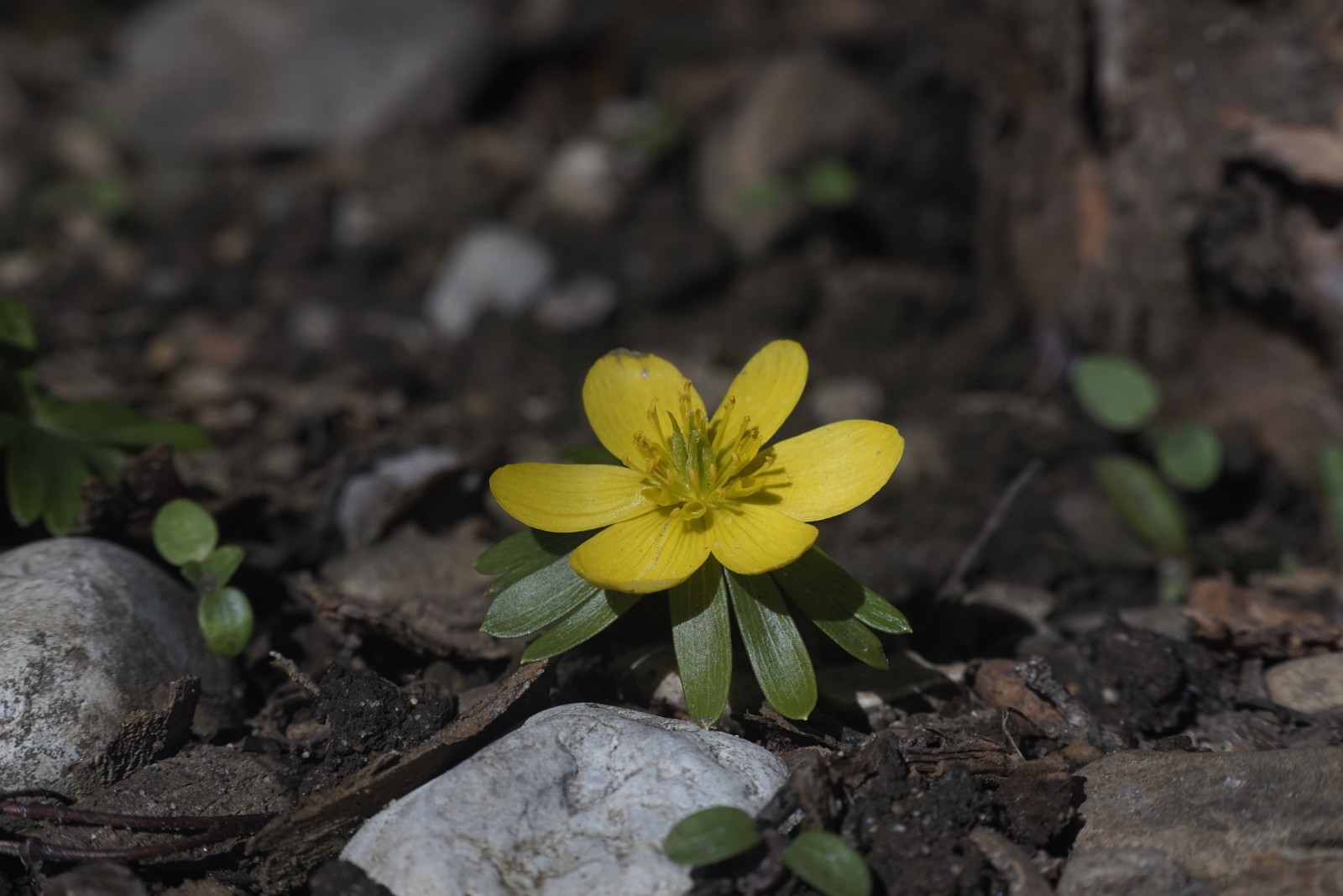 Schöner Winterling Schöner Winterling