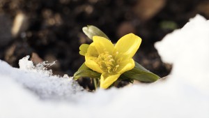 Winterling am Schneerand