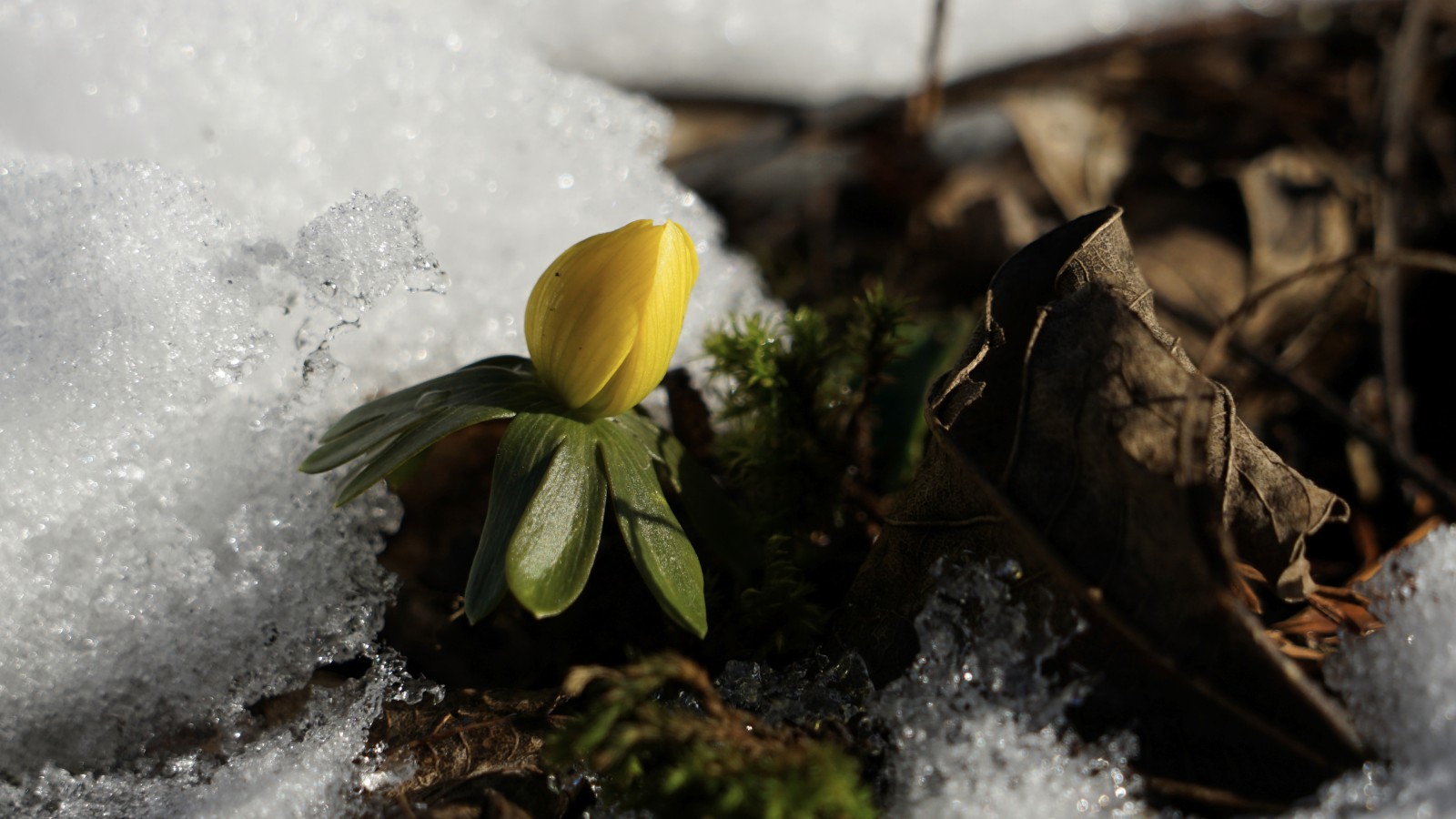 Winterlingknospe kommt raus  Winterlingknospe kommt raus