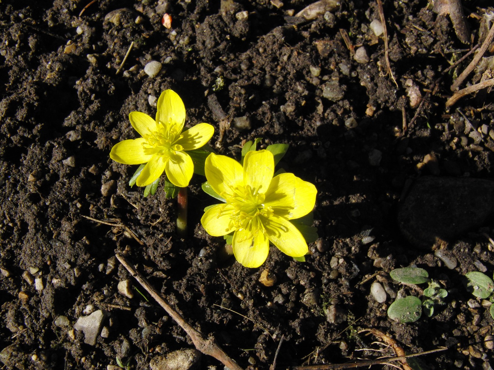 Winterling duo Winterling duo