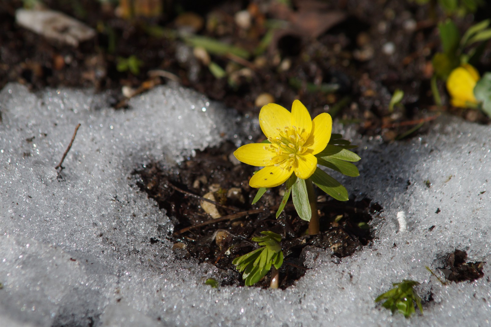 Winterling im getauten Schnee Winterling im getauten Schnee