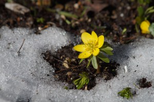 Winterling im getauten Schnee Winterling im getauten Schnee