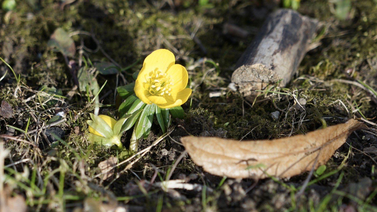 Winterling im Sonnenlicht Winterling im Sonnenlicht