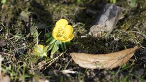Winterling im Sonnenlicht Winterling im Sonnenlicht