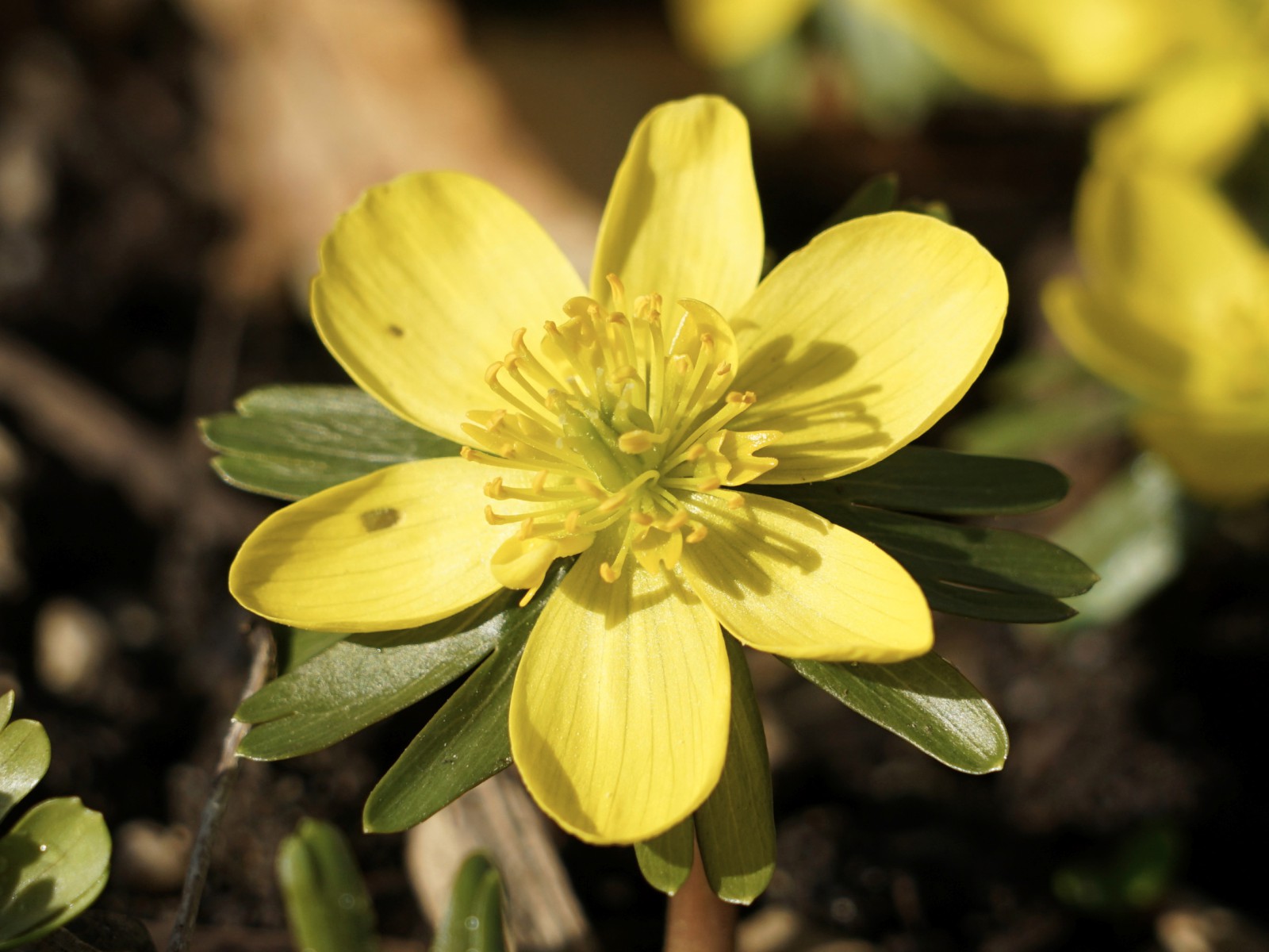 Winterling in voller Pracht Winterling in voller Pracht