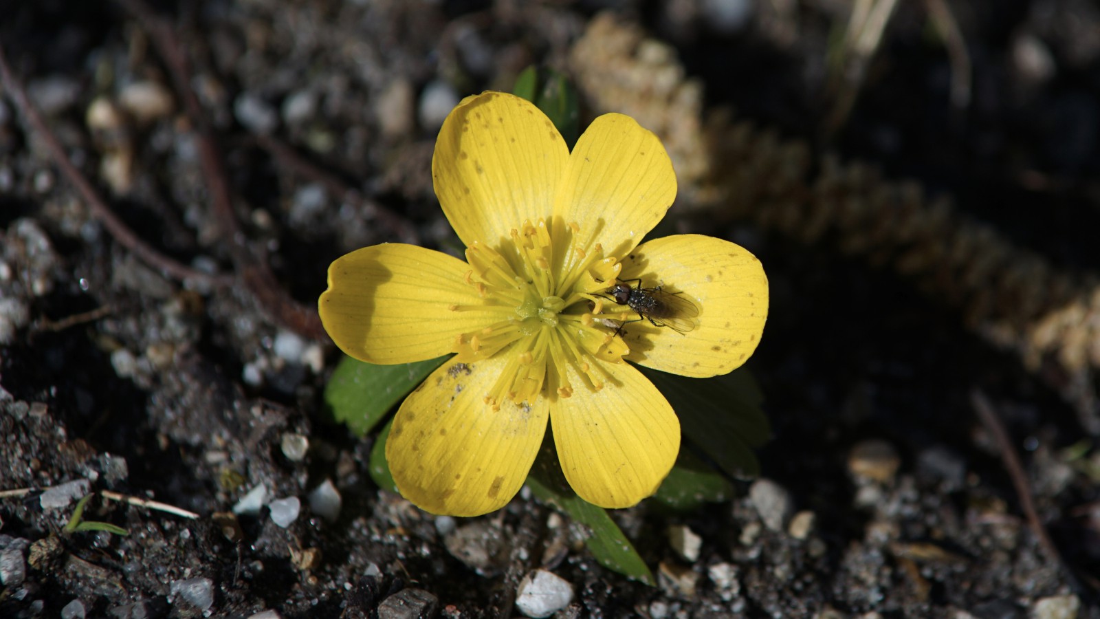 Winterling mit Fliege Winterling mit Fliege