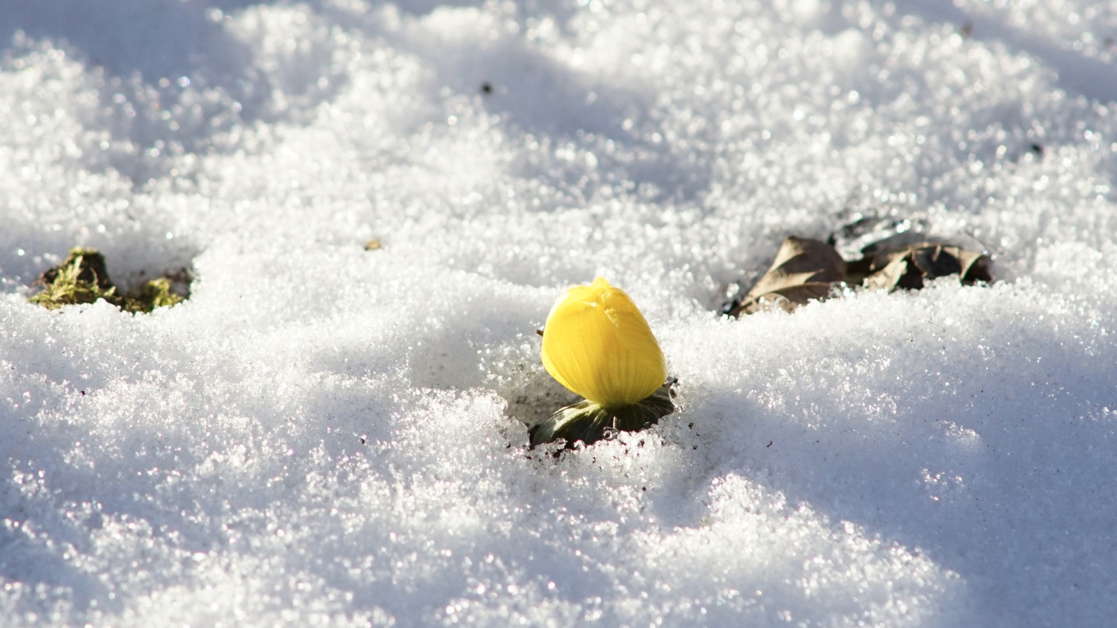 Winterling schaut aus dem Schnee Winterling schaut aus dem Schnee