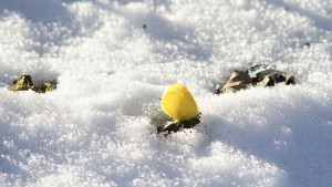 Winterling schaut aus dem Schnee