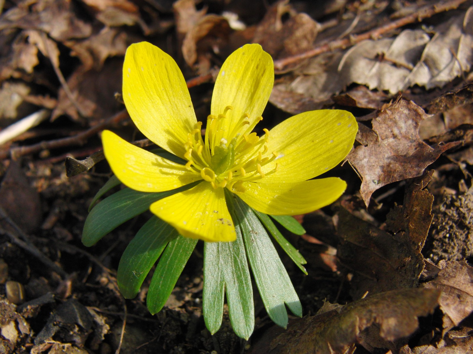 Winterling solo Winterling solo