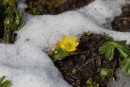 Winterlingbl&uuml;te im Schneeloch