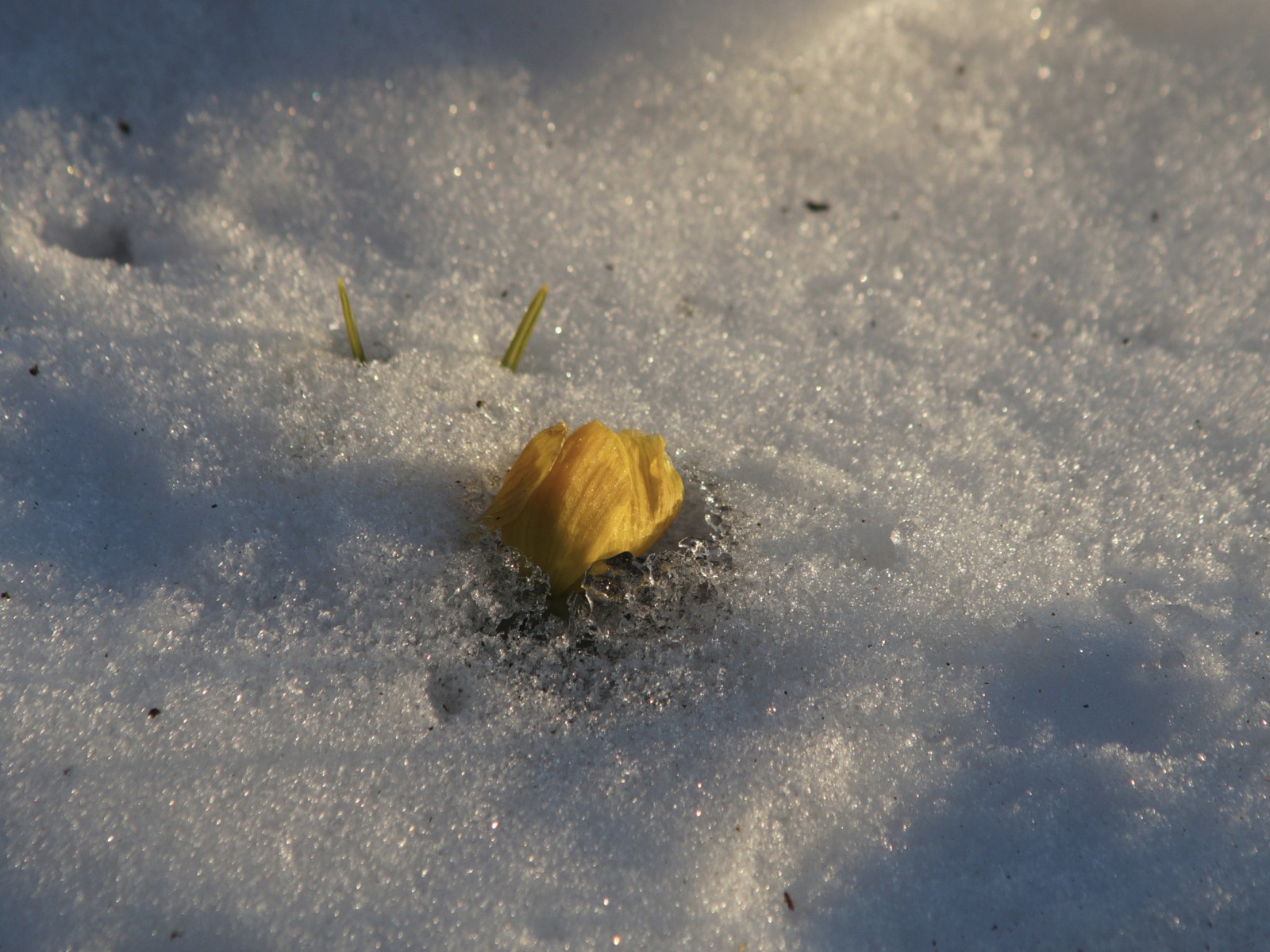 Winterlingblüte kommt durch den Schnee Winterlingblüte kommt durch den Schnee