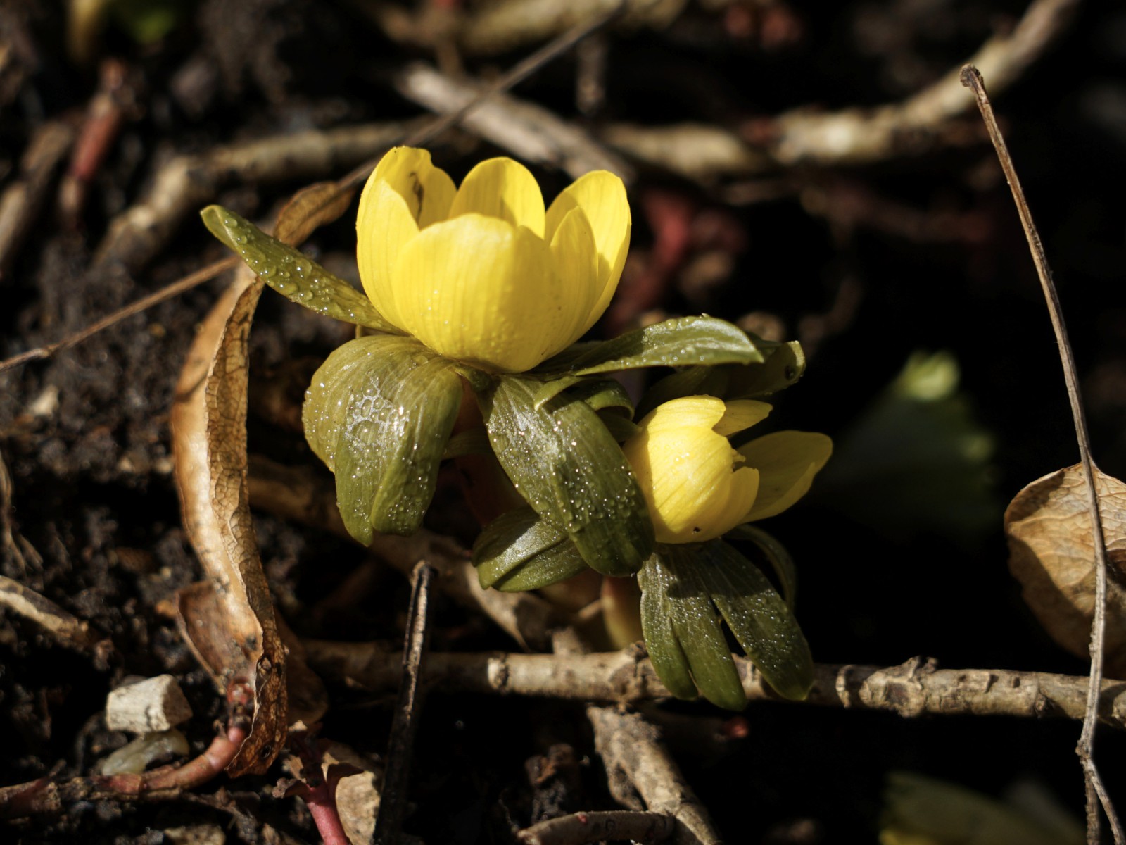 Winterlinge erwachen Winterlinge erwachen