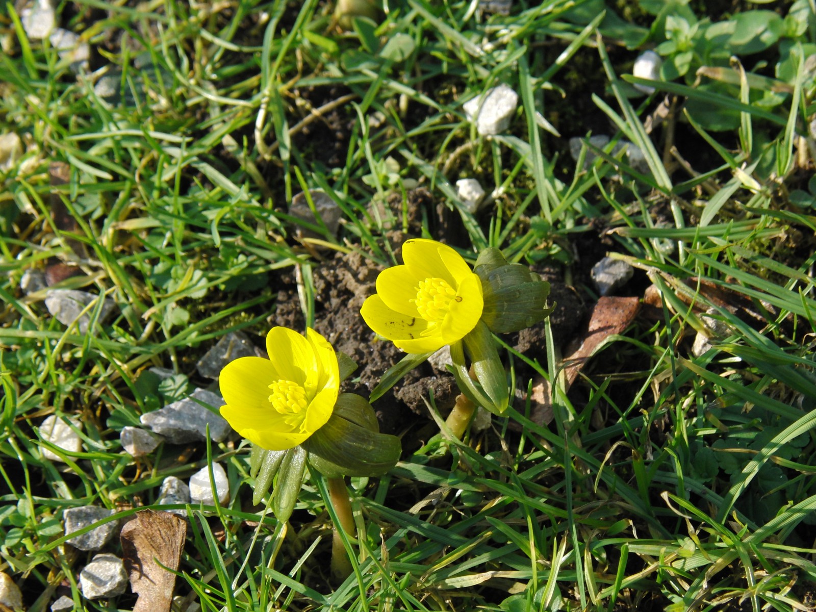 Winterlingpaar Winterlingpaar