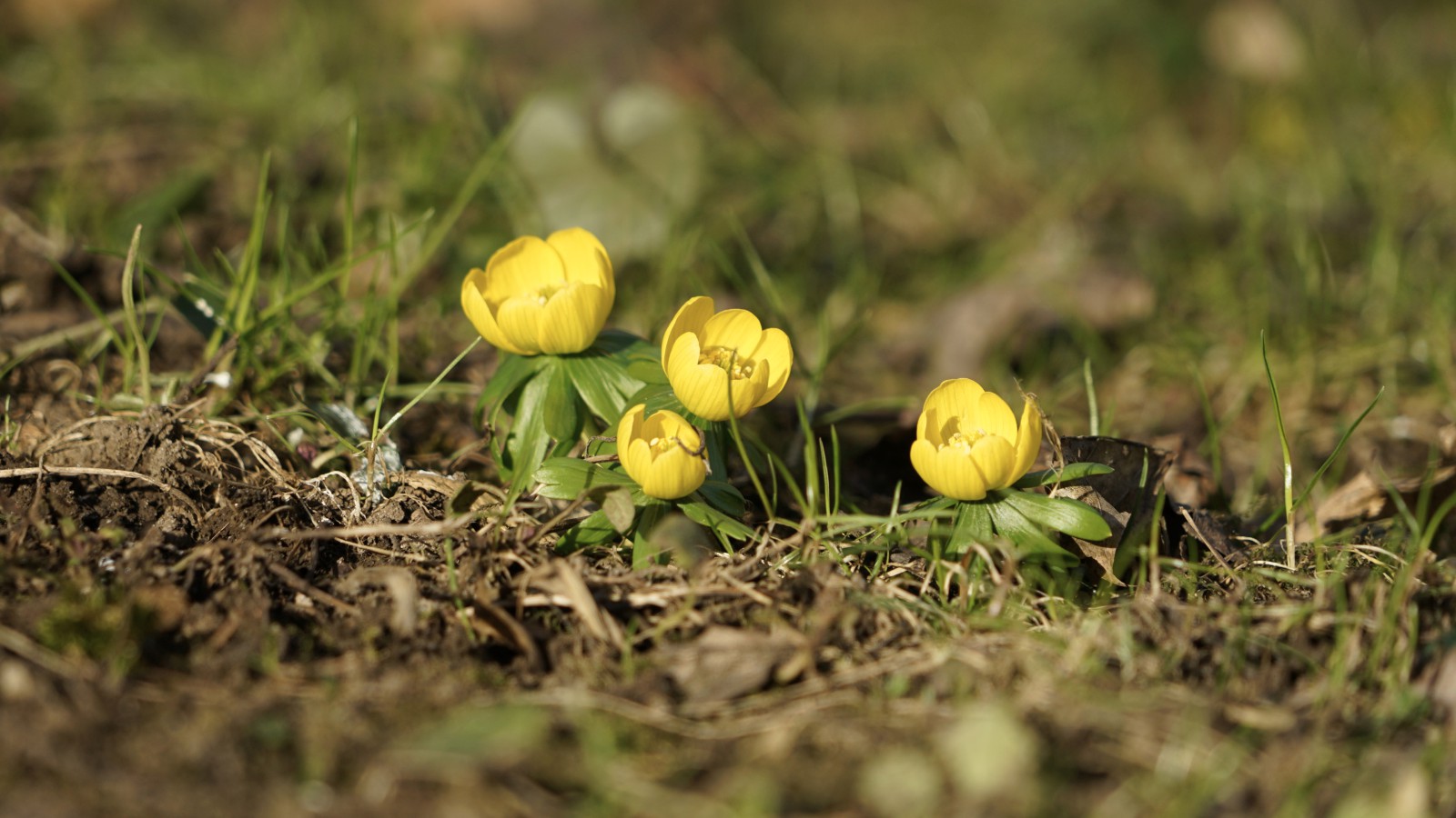 Winterlings Truppe Winterlings Truppe