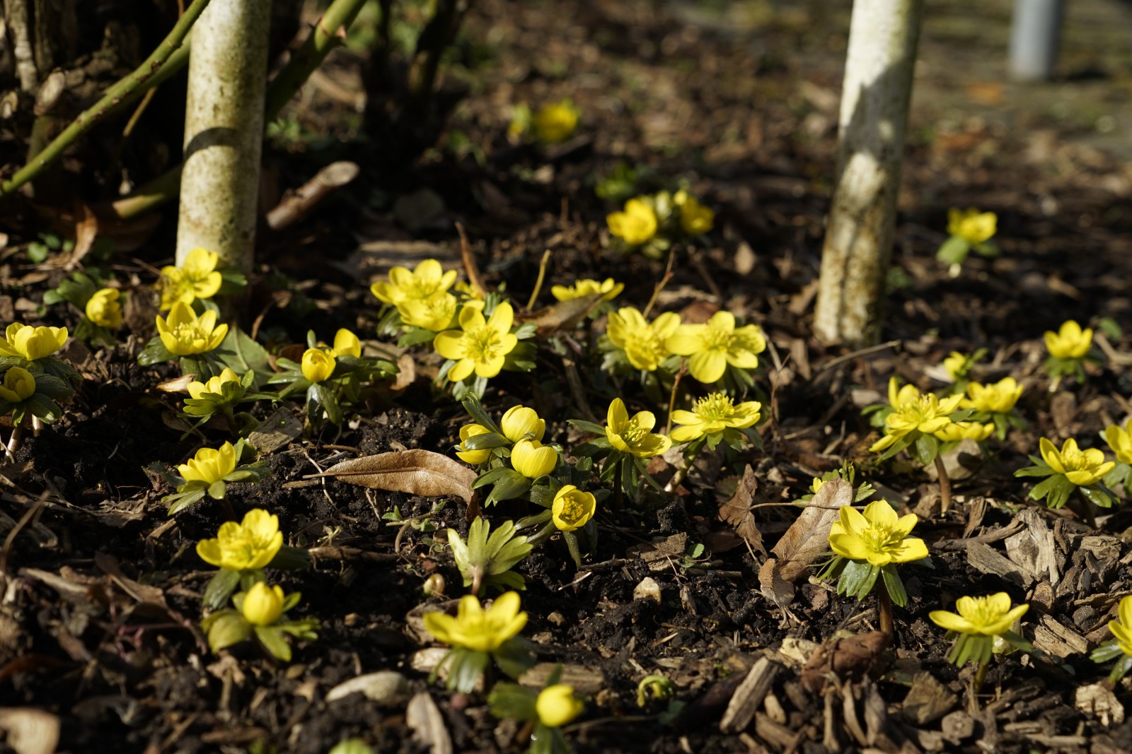 Winterlingsgruppe Winterlingsgruppe