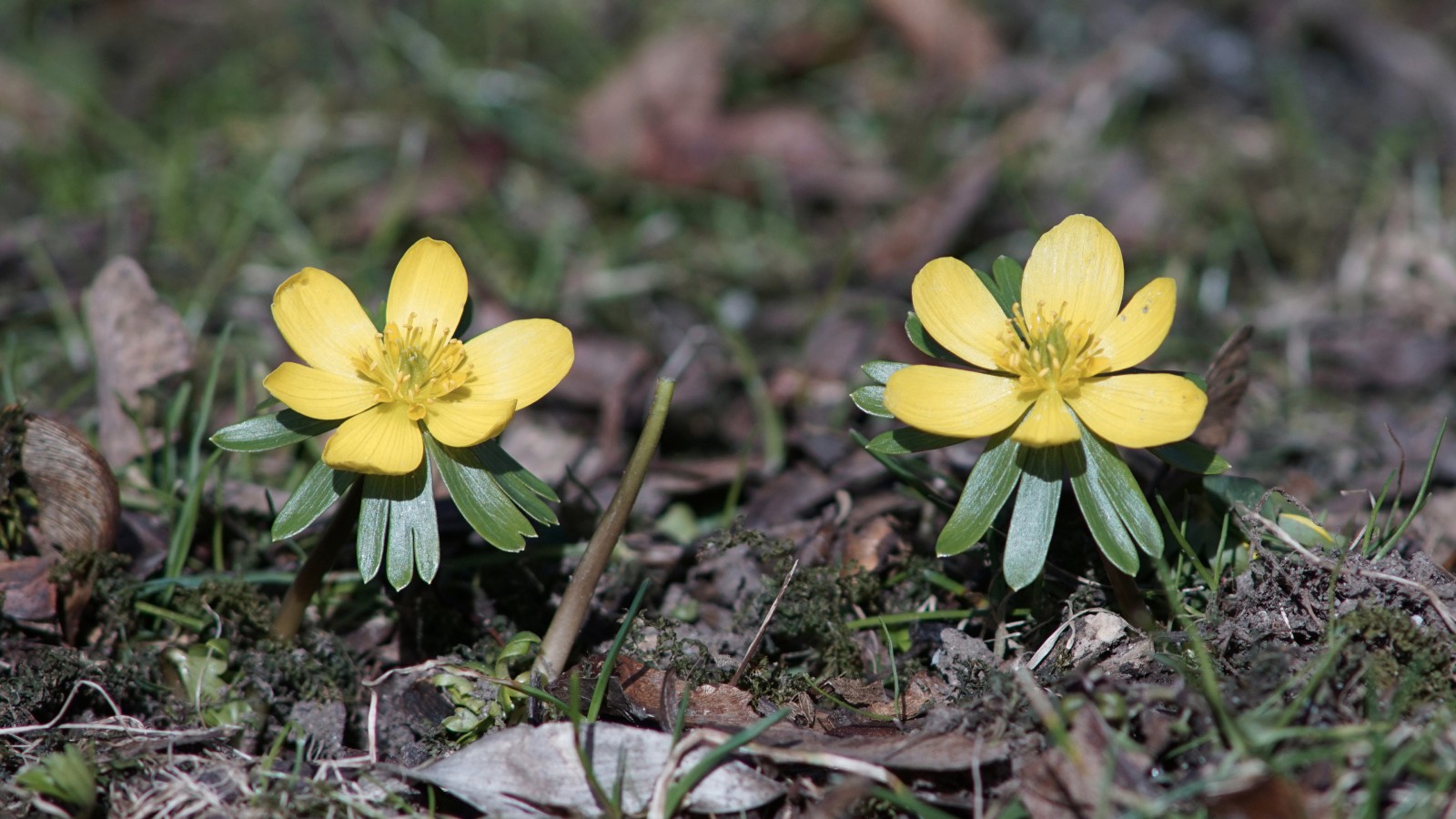 Zwei Winterlinge  Zwei Winterlinge