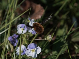 Hummelschweber an Gewitterblümchen Hummelschweber an Gewitterblümchen