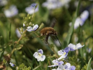 Landeanflug zum Gewitterblümchen Landeanflug zum Gewitterblümchen