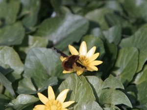 Wollschweber an gelber Blüte Wollschweber an gelber Blüte