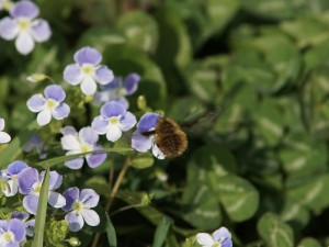 Wollschweber an Gewitterblümchen Wollschweber an Gewitterblümchen
