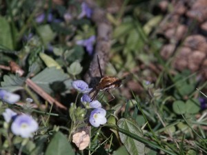 Wollschweber an kleiner Blüte Wollschweber an kleiner Blüte