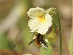 Wollschweber an Schlüsselblume Wollschweber an Schlüsselblume
