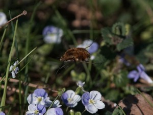 Wollschweber im Anflug zum Ehrenpreis Wollschweber im Anflug zum Ehrenpreis